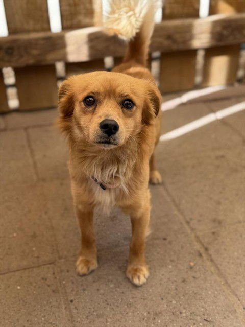 DOUG - Dachshund available for adoption