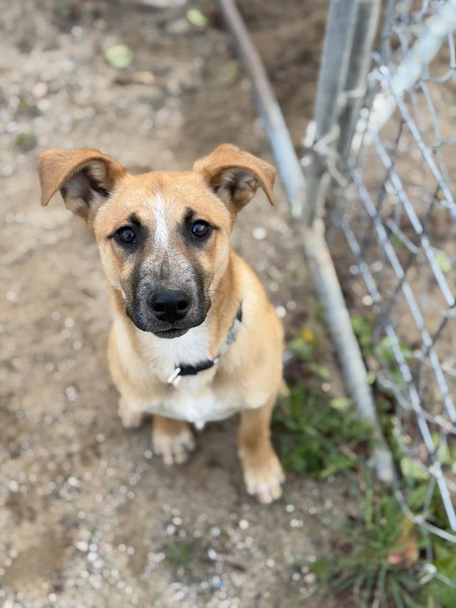 VALENTINO - German Shepherd Dog available for adoption