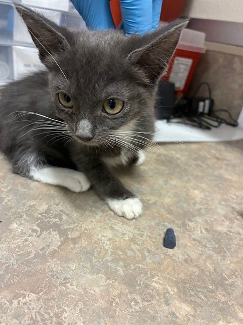 MISTY - Domestic Short Hair available for adoption