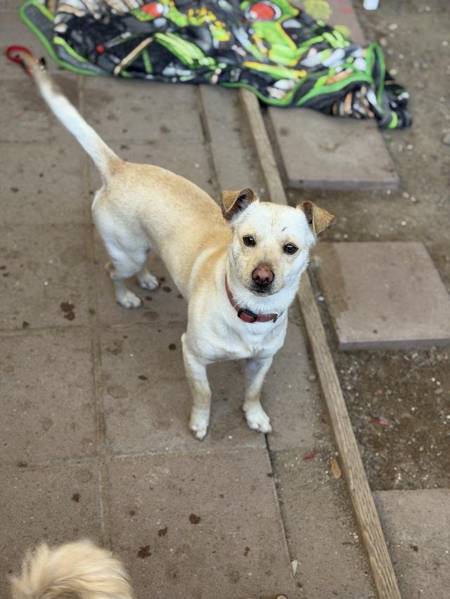 CRUZ - Chihuahua available for adoption