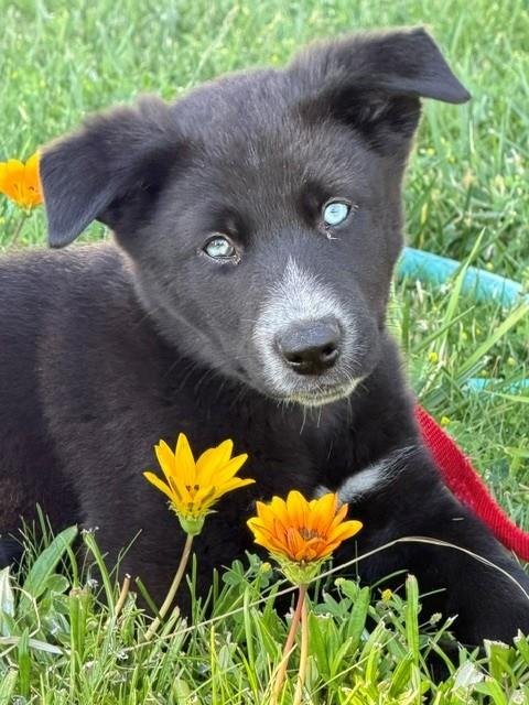 BEAR - Queensland Heeler available for adoption