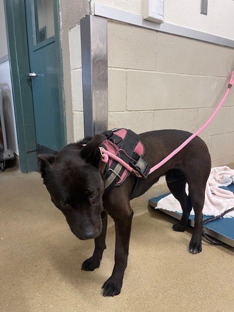 WESLEY - Labrador Retriever available for adoption