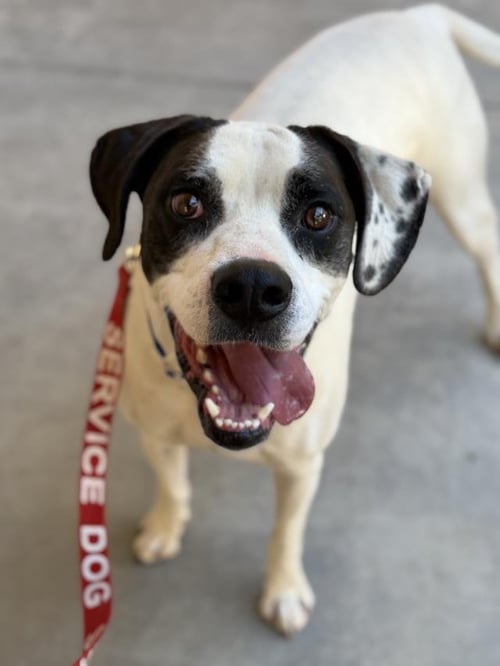 THOR - Boxer available for adoption