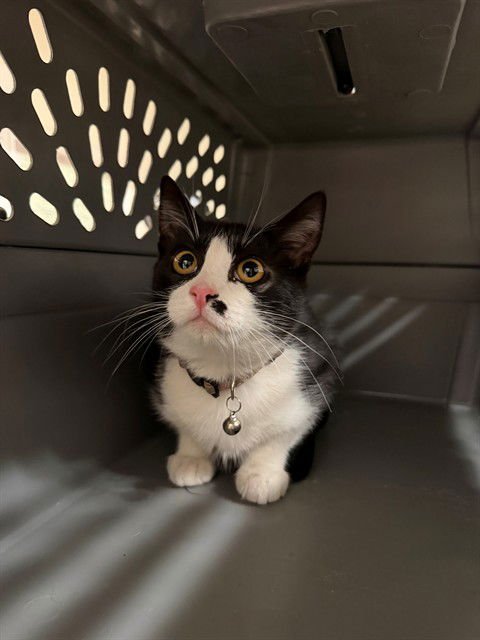 MUFFIN - Domestic Short Hair available for adoption