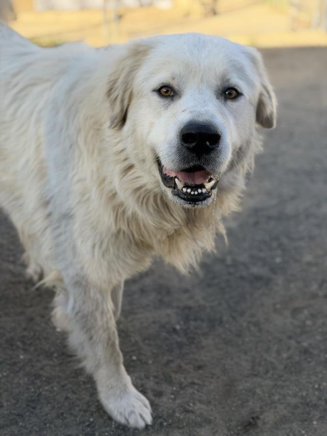 CHRIS - Great Pyrenees available for adoption