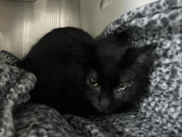 SABRINA - Domestic Short Hair available for adoption