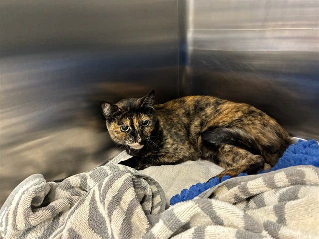 LILIBETH - Domestic Short Hair available for adoption