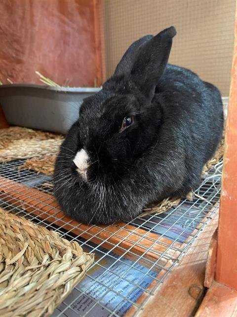CHIA - Shorthaired Rabbit available for adoption