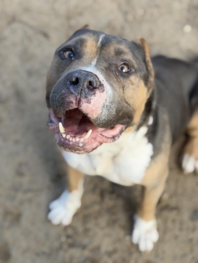 HOWIE - Pit Bull Terrier available for adoption