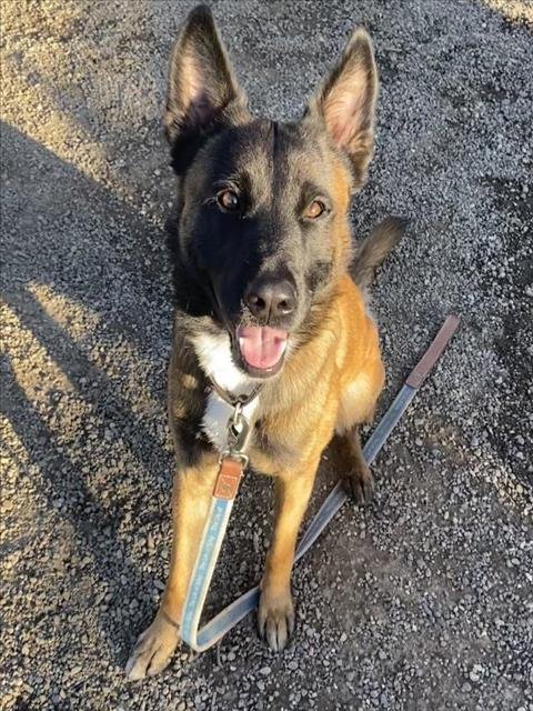 SPIRIT - Belgian Shepherd Malinois available for adoption