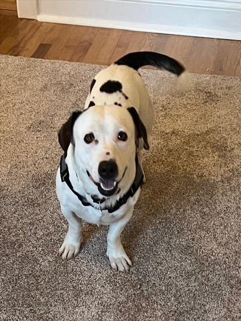 PHIL - Dachshund / Pit Bull Terrier available for adoption