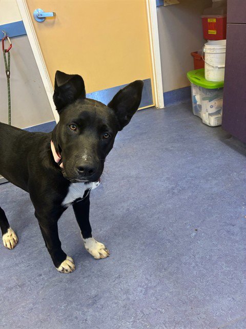 CHOCOLATE CHIP - Pit Bull Terrier available for adoption