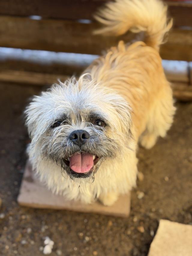 GUS - Brussels Griffon available for adoption