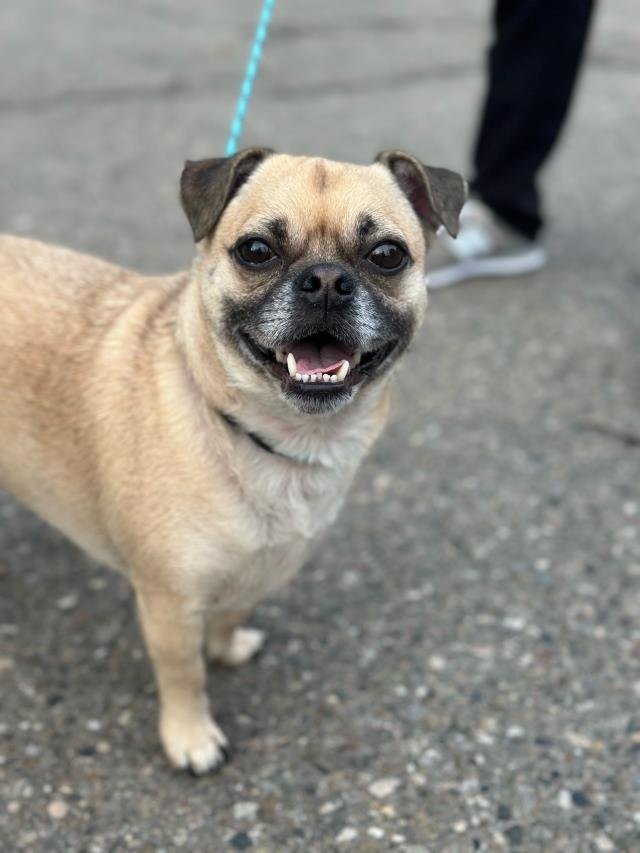 Q BONE - Pug available for adoption