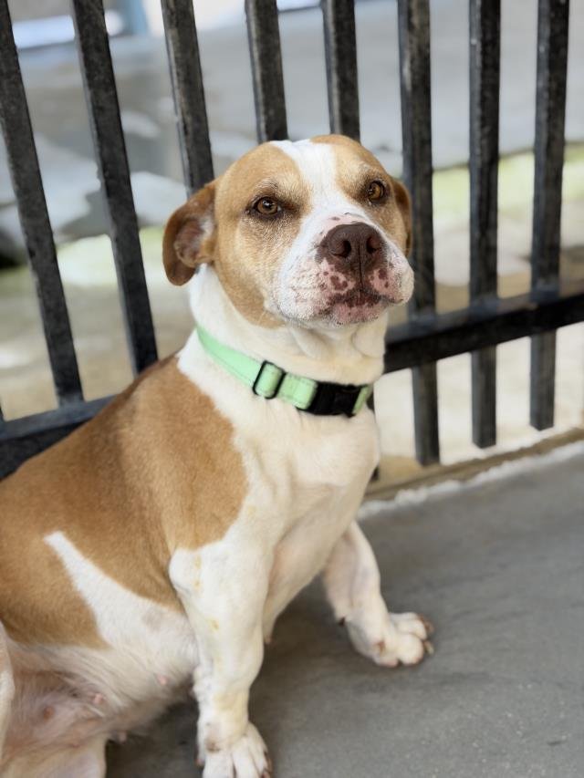 AMELIA - Dachshund / Pit Bull Terrier available for adoption