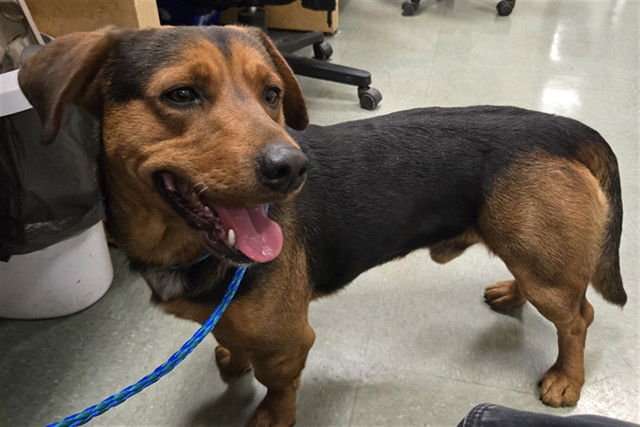 BENZO - Basset Hound / Rottweiler available for adoption