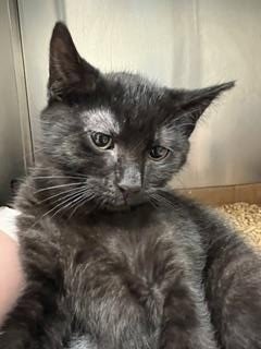 HUEY - Domestic Short Hair available for adoption