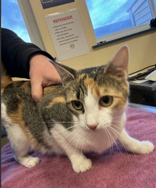 VESPER - Domestic Short Hair available for adoption