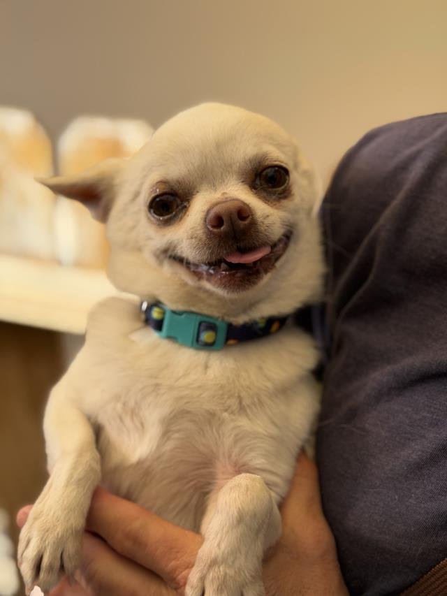 BETO - Chihuahua available for adoption