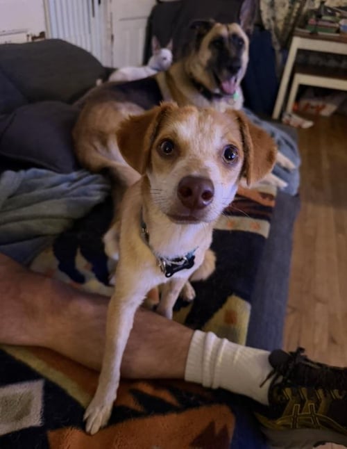 KAI - Chihuahua / Queensland Heeler available for adoption