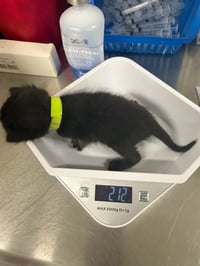 KIWI - Photo 1