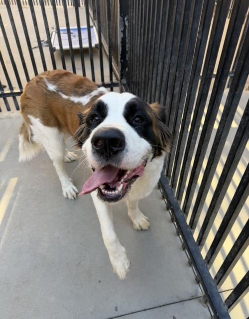 BETTY - Saint Bernard available for adoption