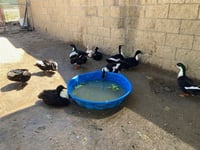 MISS QUACKFASTER - Photo 1