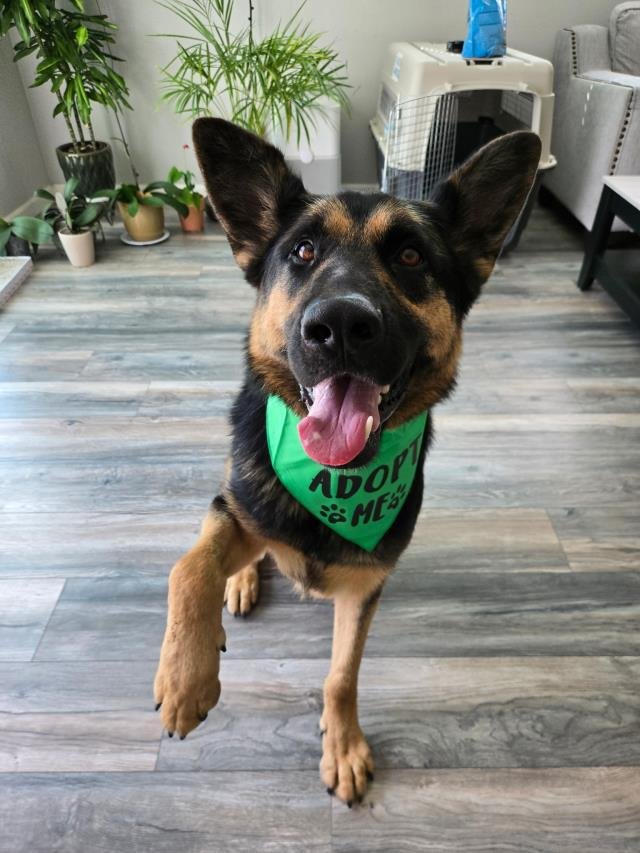 SCOOTER - German Shepherd Dog available for adoption