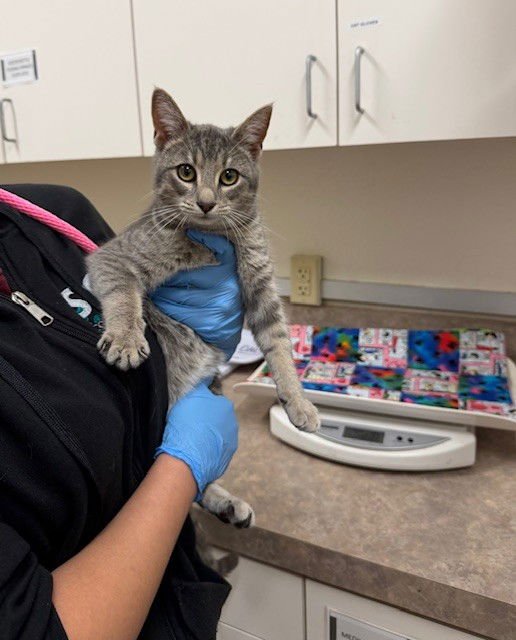 LILLY - Domestic Short Hair available for adoption