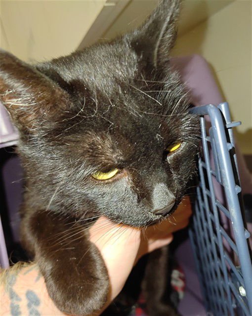 SHERI - Domestic Short Hair available for adoption