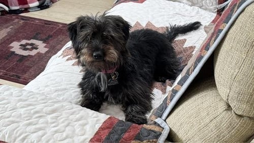 PIPPIN - Cairn Terrier available for adoption