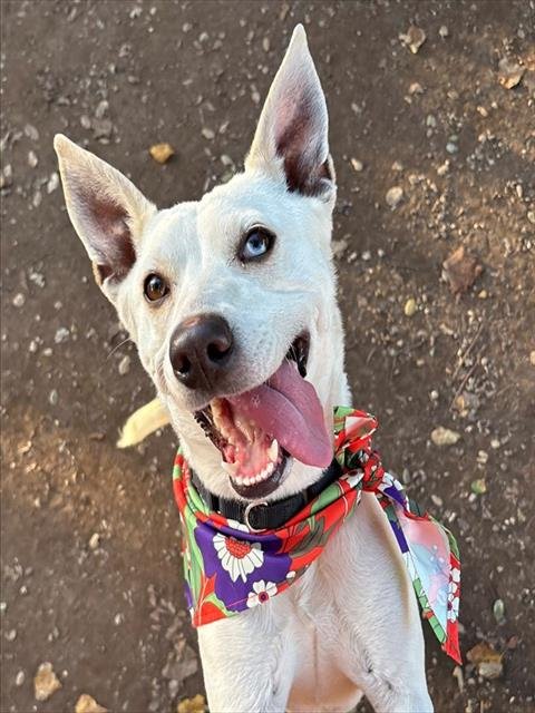 PRINCESS - Queensland Heeler available for adoption