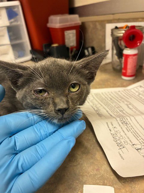 STORMI - Domestic Short Hair available for adoption