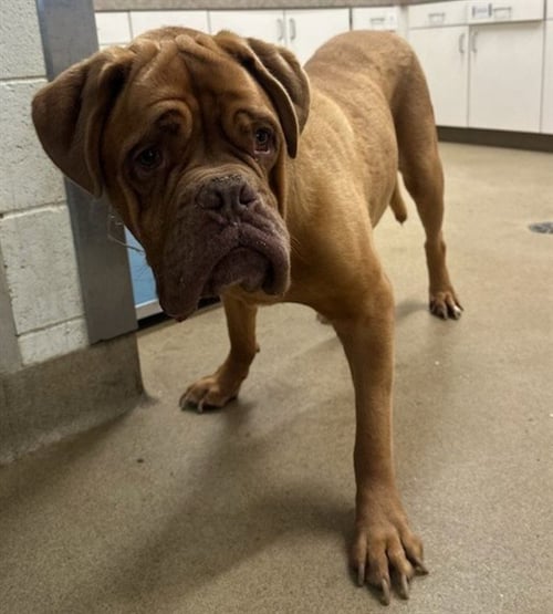 COOPER - Dogue de Bordeaux available for adoption