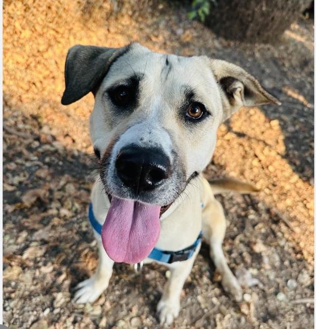 SAKURA - Anatolian Shepherd available for adoption