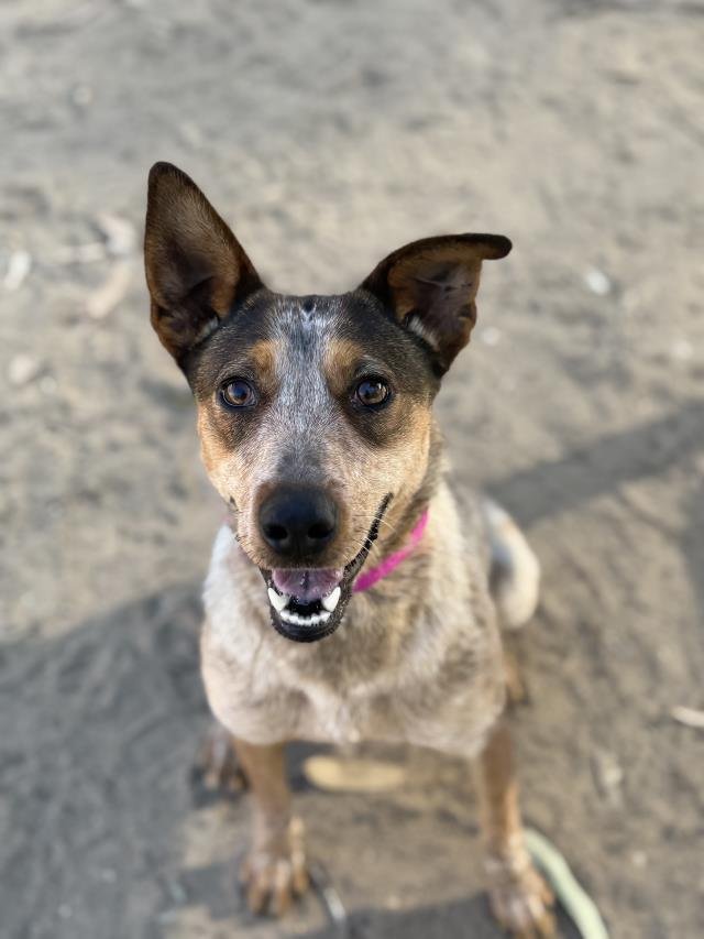JESSIE - Australian Cattle Dog/Blue Heeler available for adoption