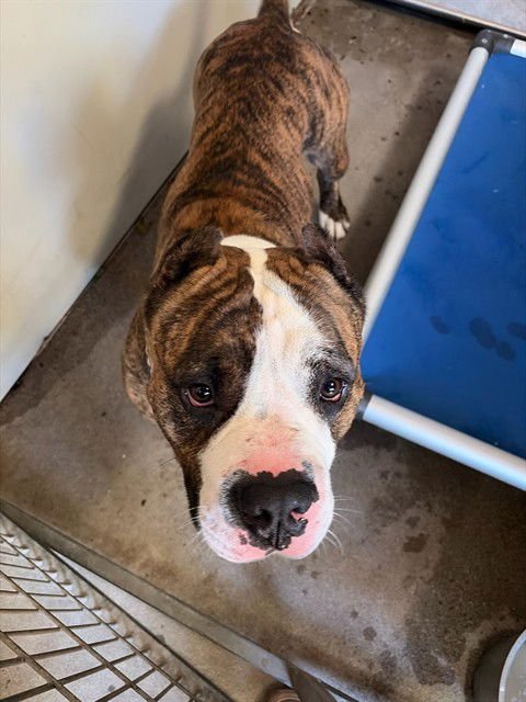 SMASH - English Bulldog / Pit Bull Terrier available for adoption