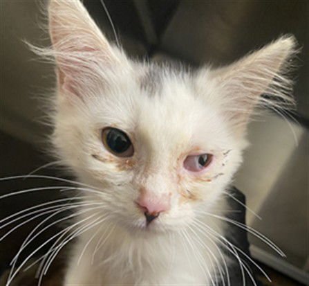 SMUDGE - Domestic Long Hair available for adoption