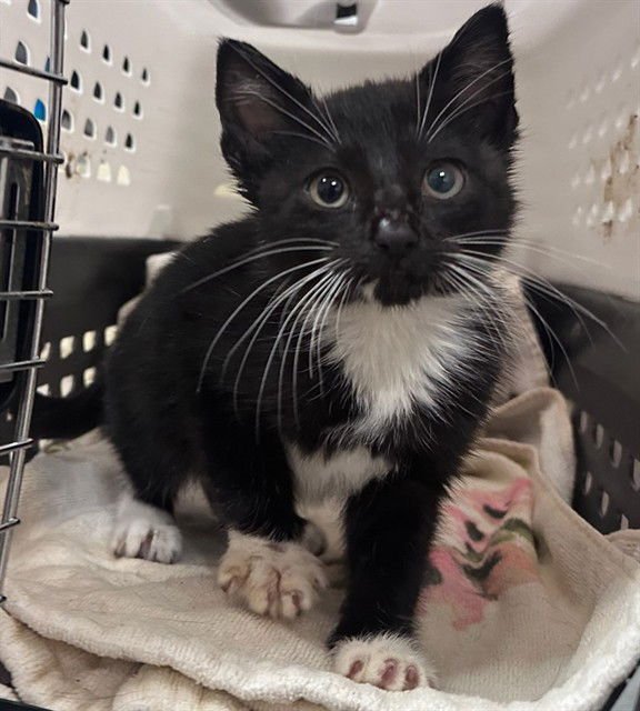 POPCORN - Domestic Short Hair available for adoption