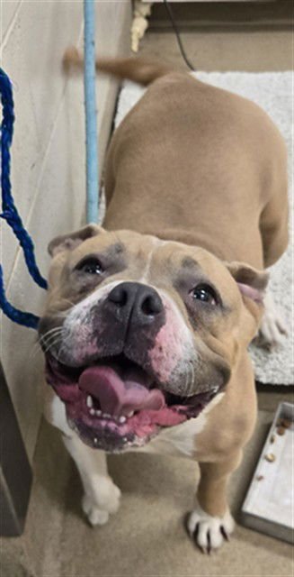 PUA - Pit Bull Terrier available for adoption