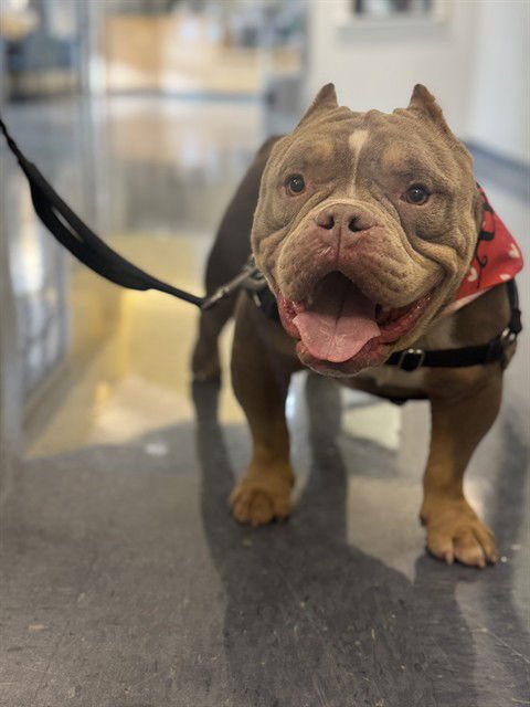 MURRAY - Pit Bull Terrier available for adoption