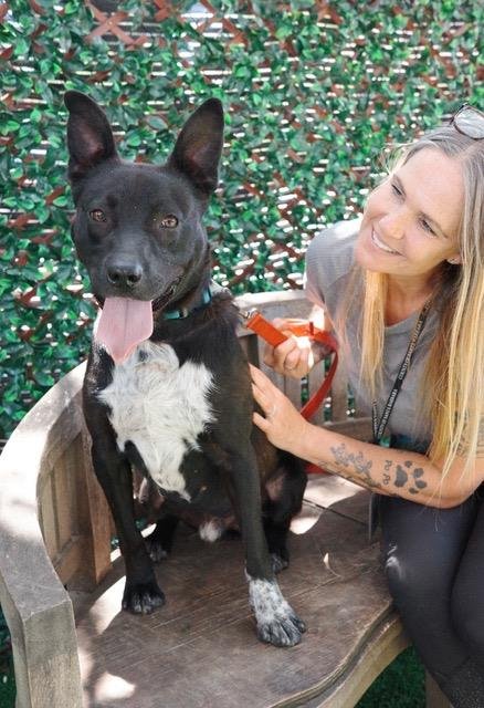 MASON - Labrador Retriever / Border Collie available for adoption