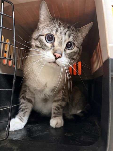 SID - Domestic Short Hair available for adoption