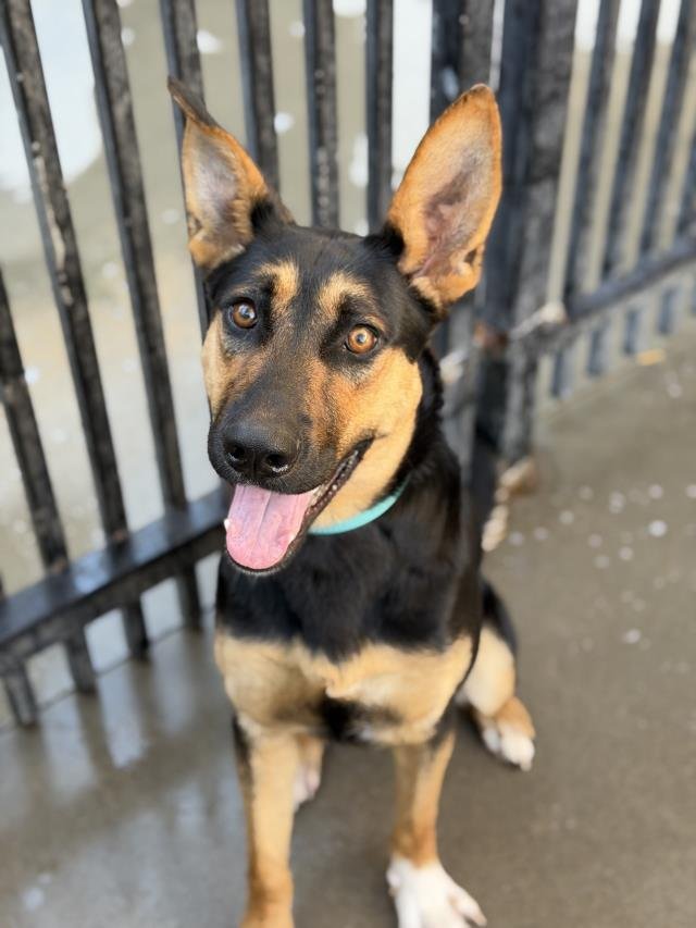 ATHENA - German Shepherd Dog available for adoption
