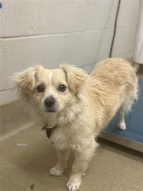 TODD - Chihuahua available for adoption