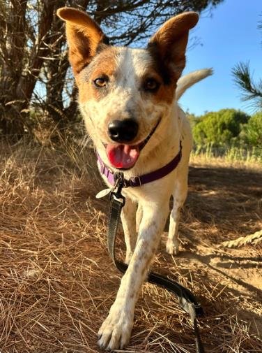 DUSTY - Queensland Heeler available for adoption