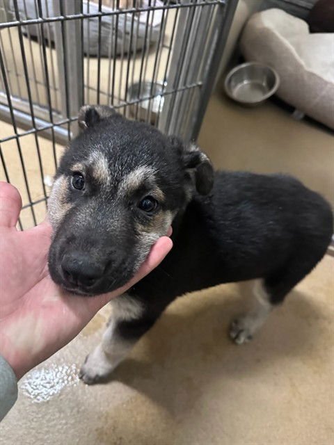 EZIKIEL - German Shepherd Dog available for adoption