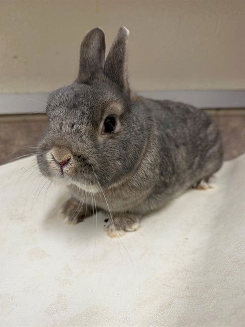 SMOKEY - Longhaired Rabbit available for adoption