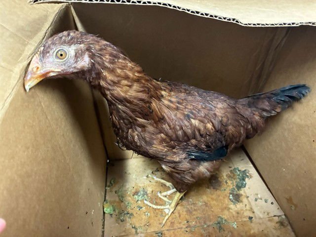 CLUCKY - Chicken available for adoption