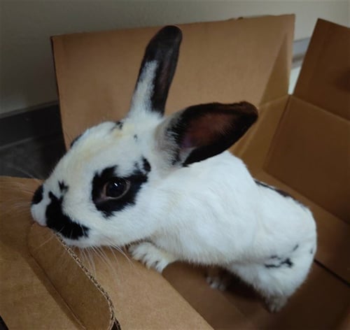 RONALD - Shorthaired Rabbit available for adoption